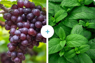 Technologie Buletedan