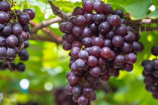 Technologie Buletedan