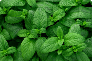 Technologie Buletedan